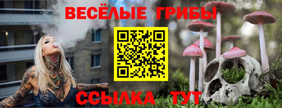 Псилоцибиновые грибы Psilocybe Новокуйбышевск